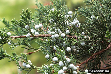 Juniper-Cedar (Juniperus)